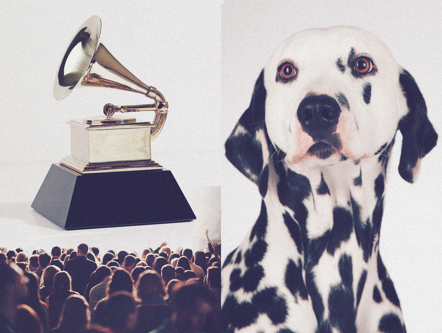 ©Dog-Grammy-bagarre das mag