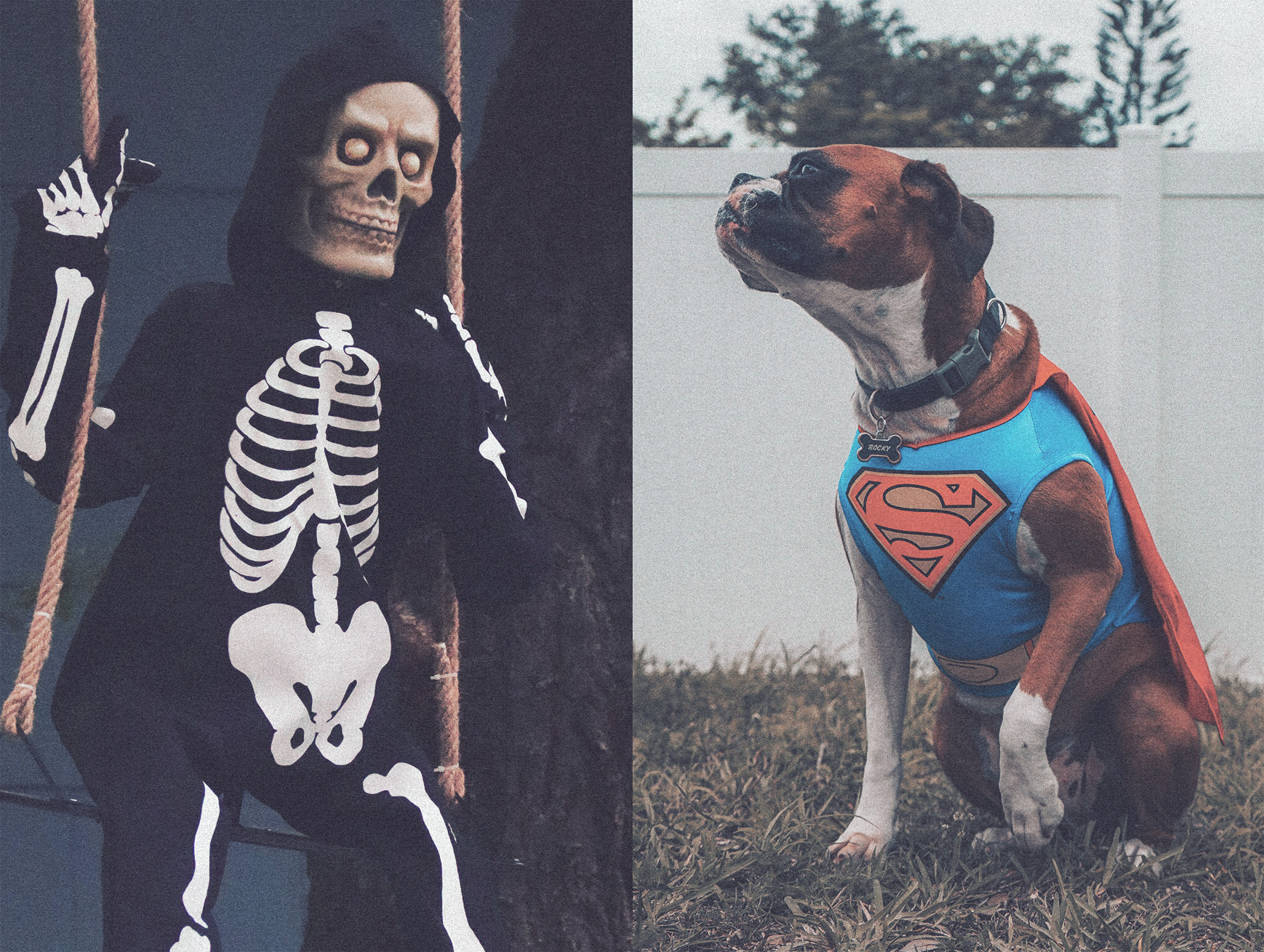 ©SuperDog-Skeleton-bagarre das mag