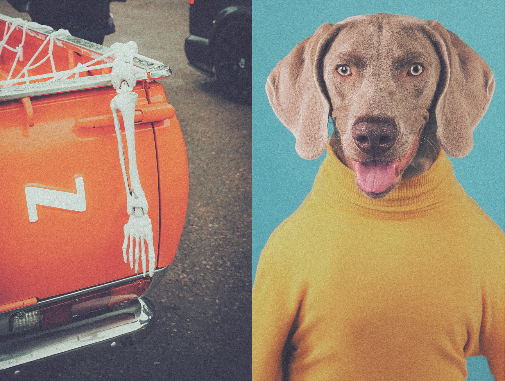 ©Dog-jumper-bagarre das mag